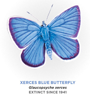 A drawing of the Xerces butterfly. It has a moth-like body with blue wings which are tipped with purple and then white.