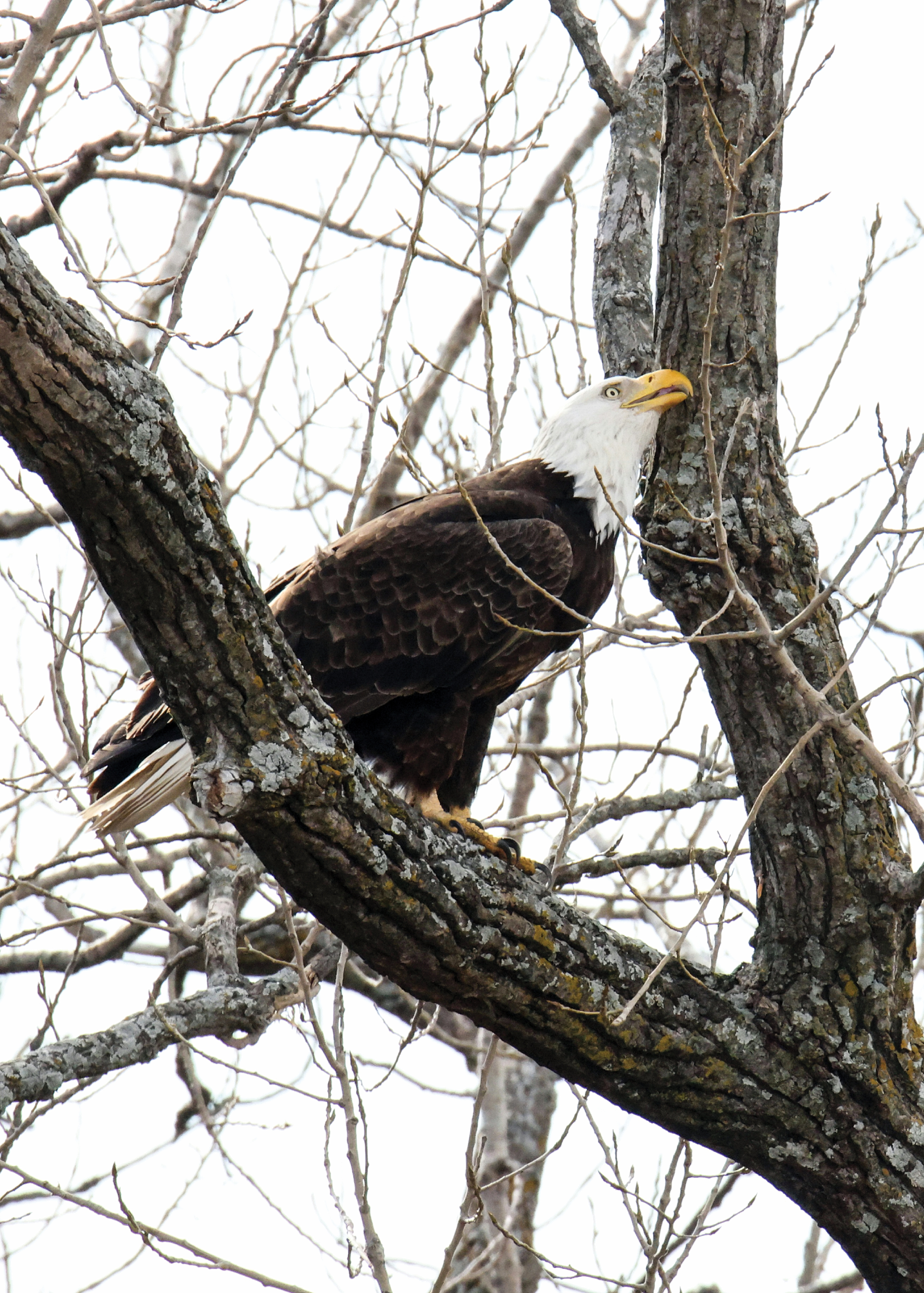 Bald eagle in a tree