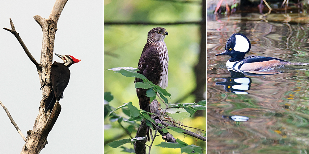 Pileated Woodpecker; Coopers Hawk; Hooded Merganser