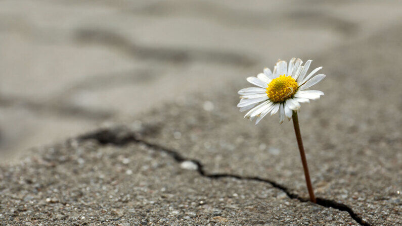 How to Cope After a Megafire