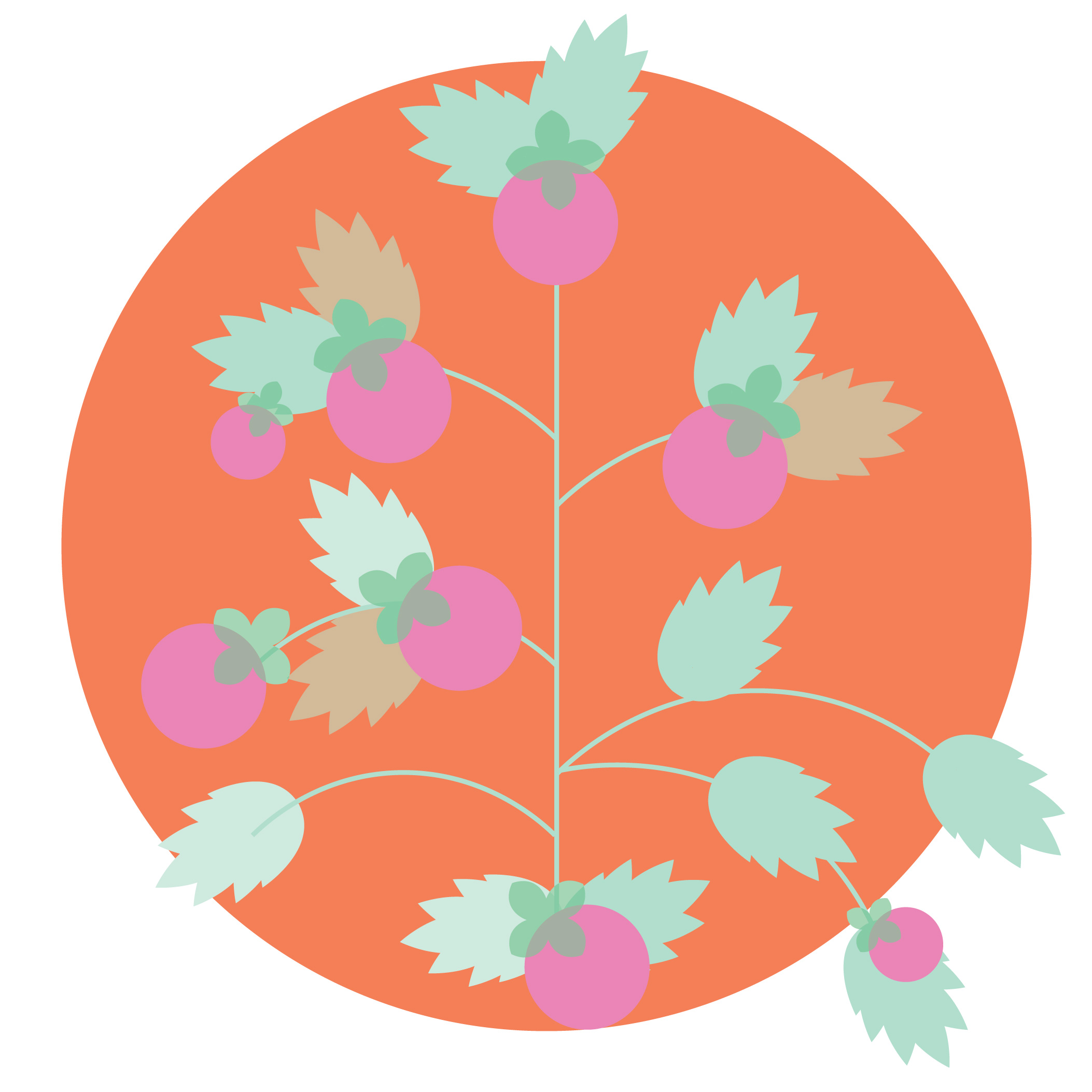 Illustration of tomatoes