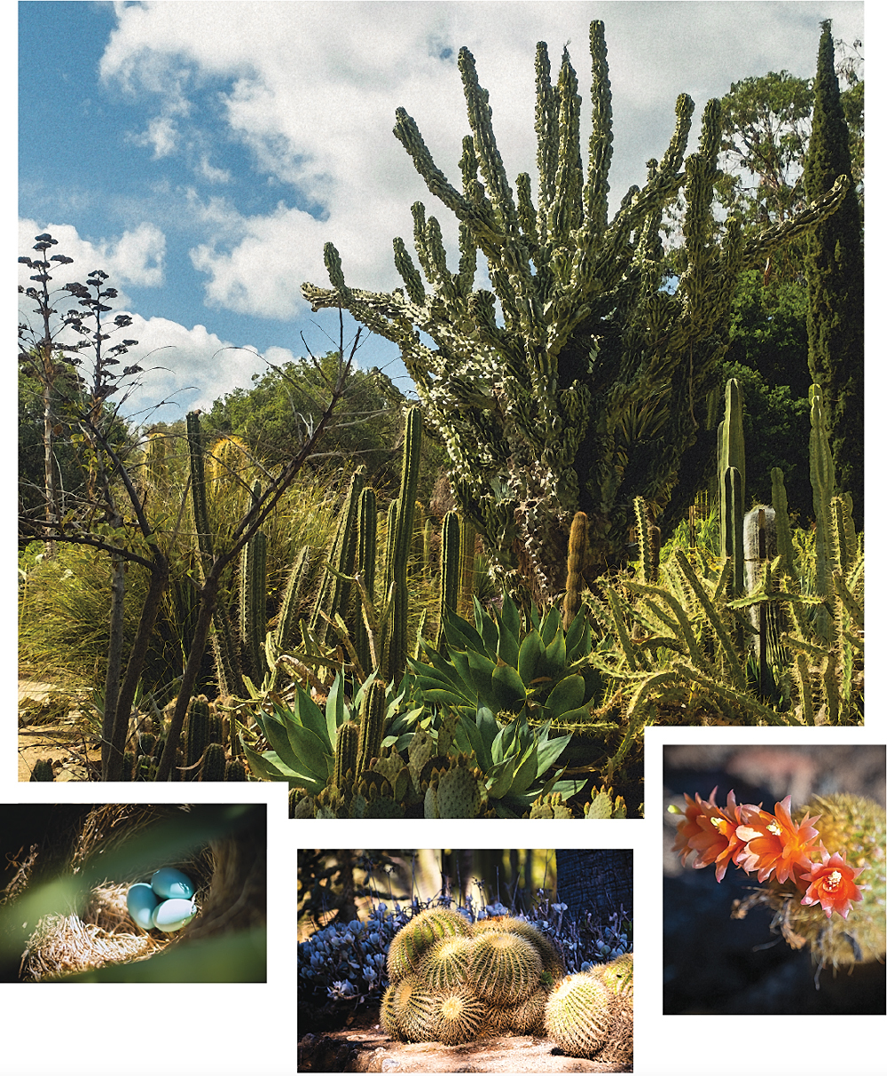 Various photos of cactus