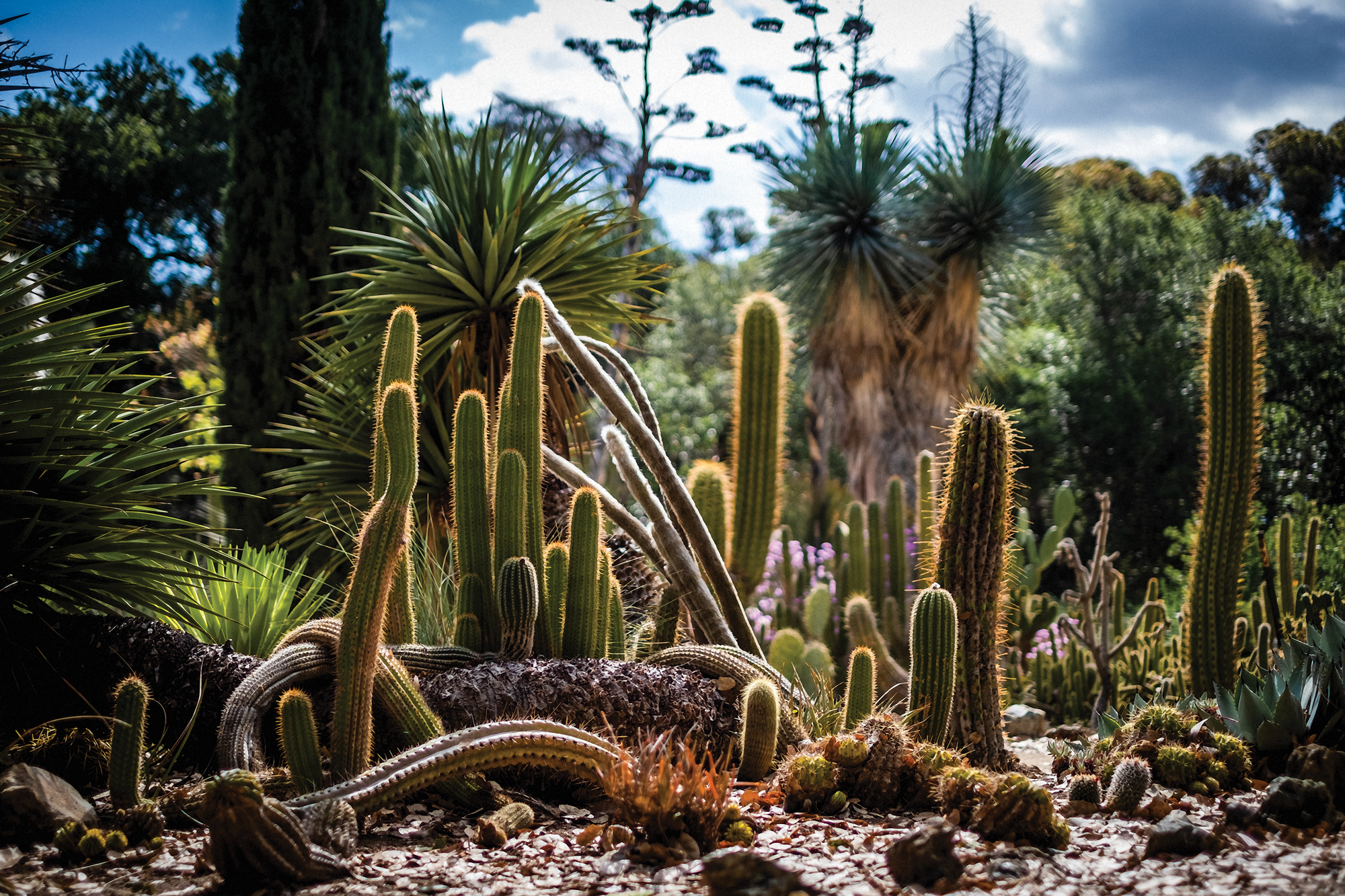 Stanford cactus garden
