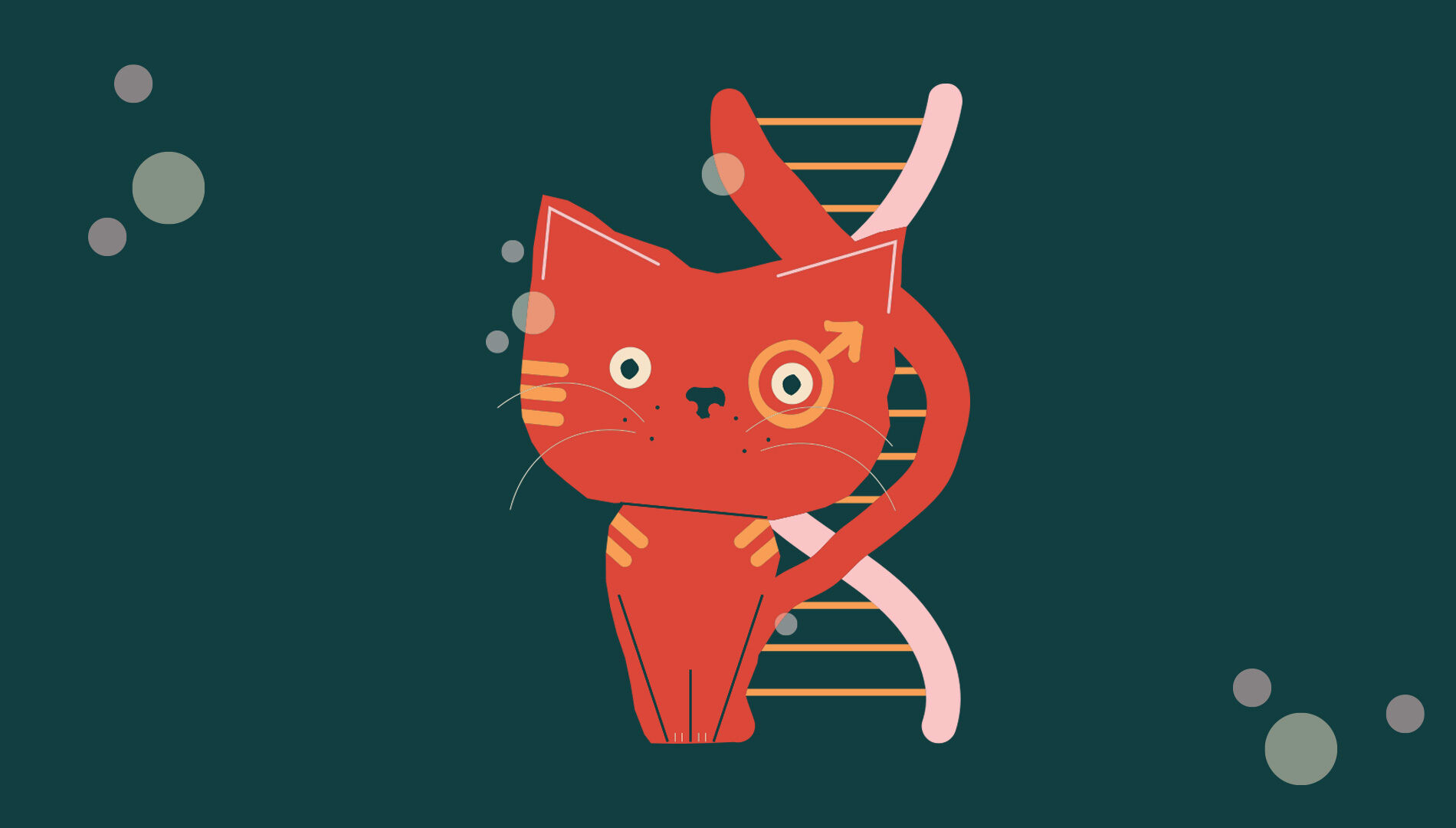 Illustration of an orange cat whose tail wraps into a DNA strand.
