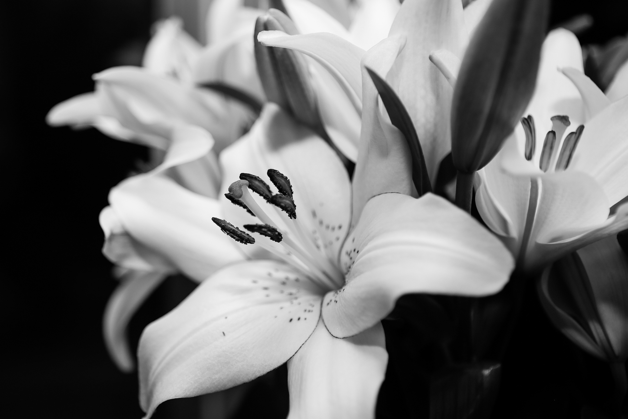Photo of a lily