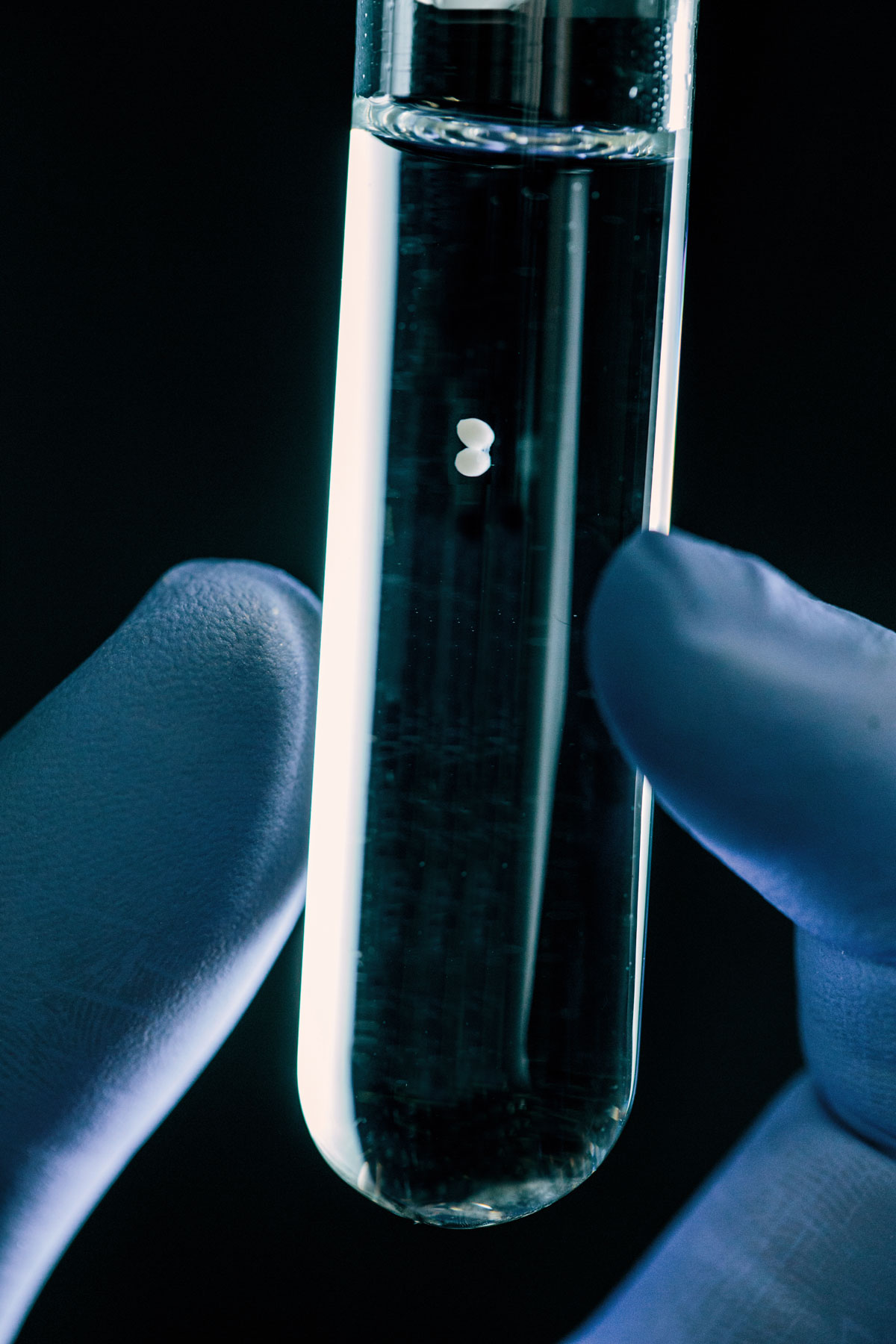 A gloved hand holding a test tube with an assembloid in it. The assembloid is about the size of two lentils. 