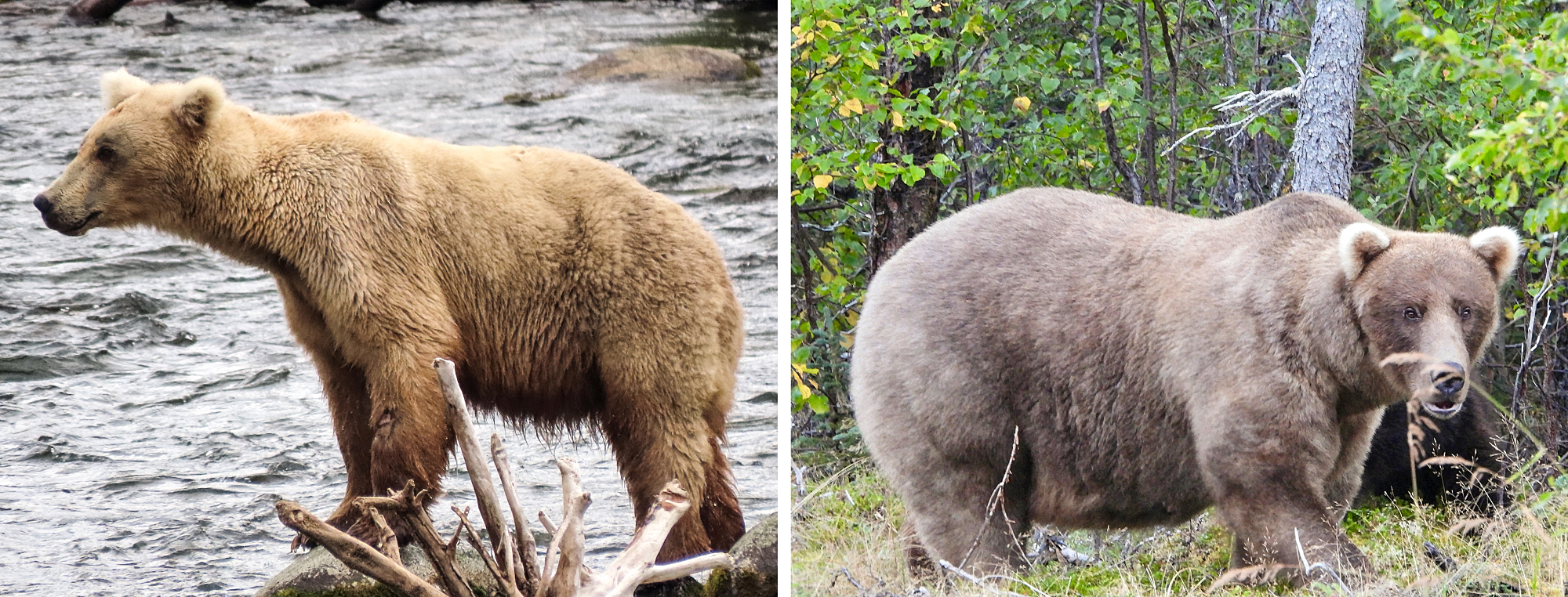 Photos of Grazer the bear before and after bulking up for the winter