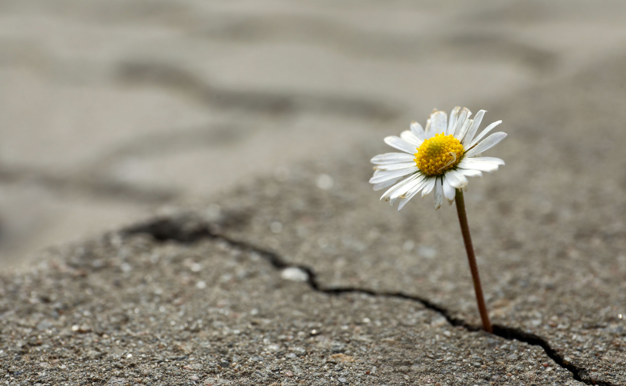 A flower growing out of a crack in the sidewalk