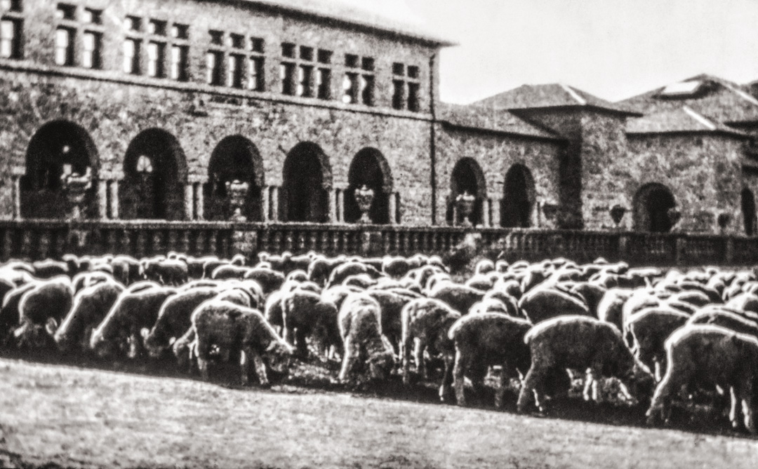 Many sheep on the grass in front of the buildings in the Quad