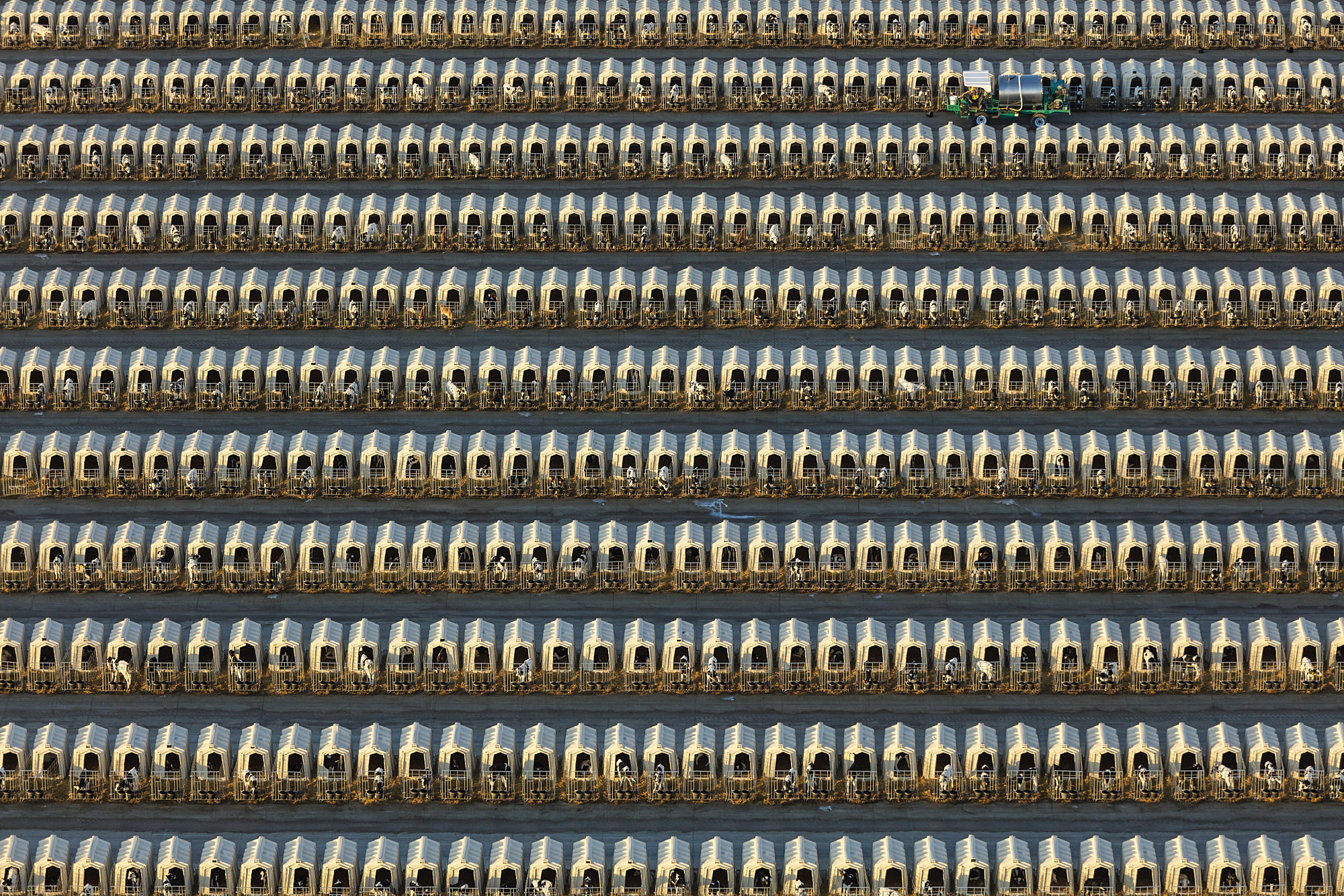 Photo of houses for dairy calves