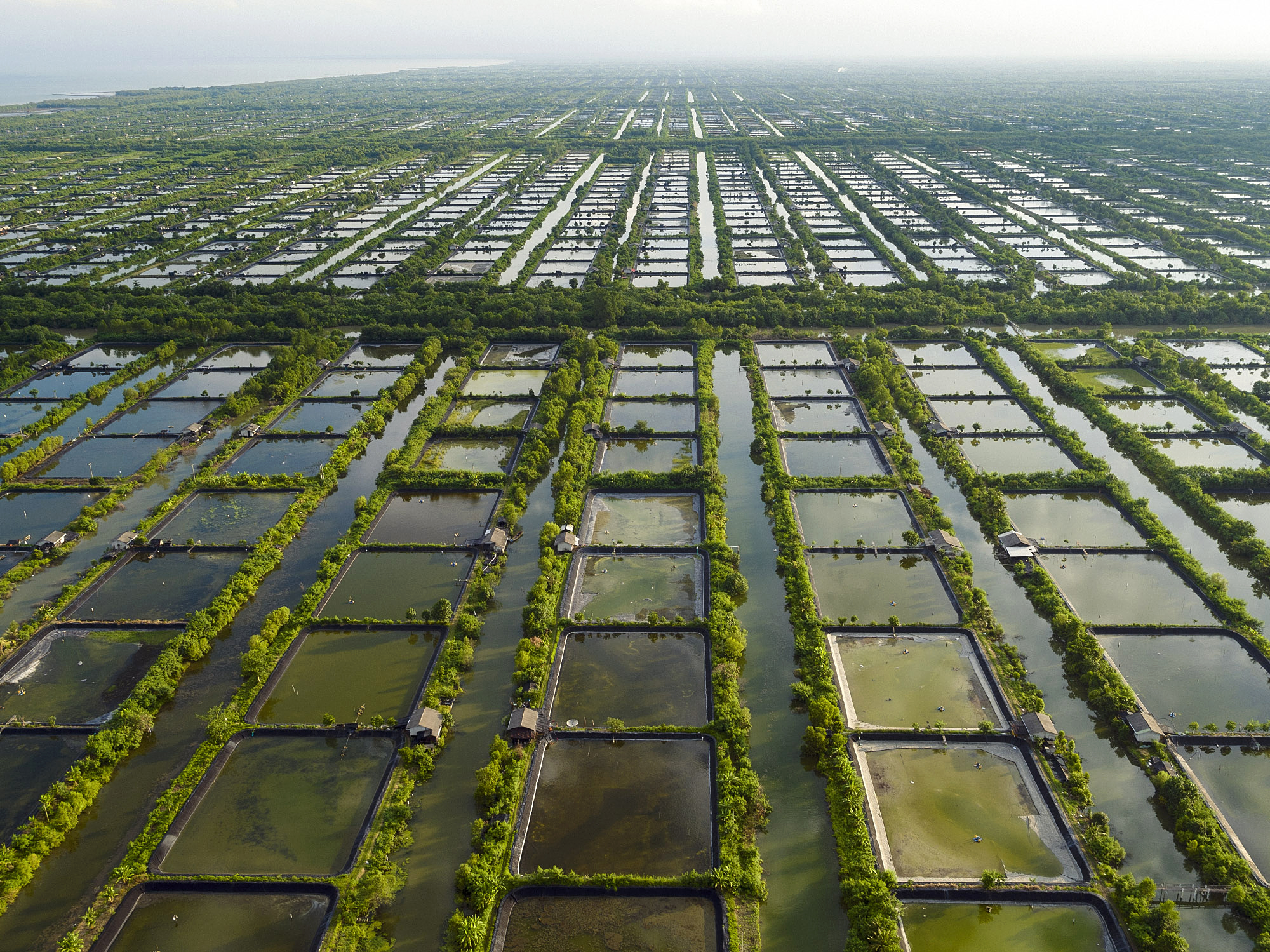 Photo of a shrimp farm